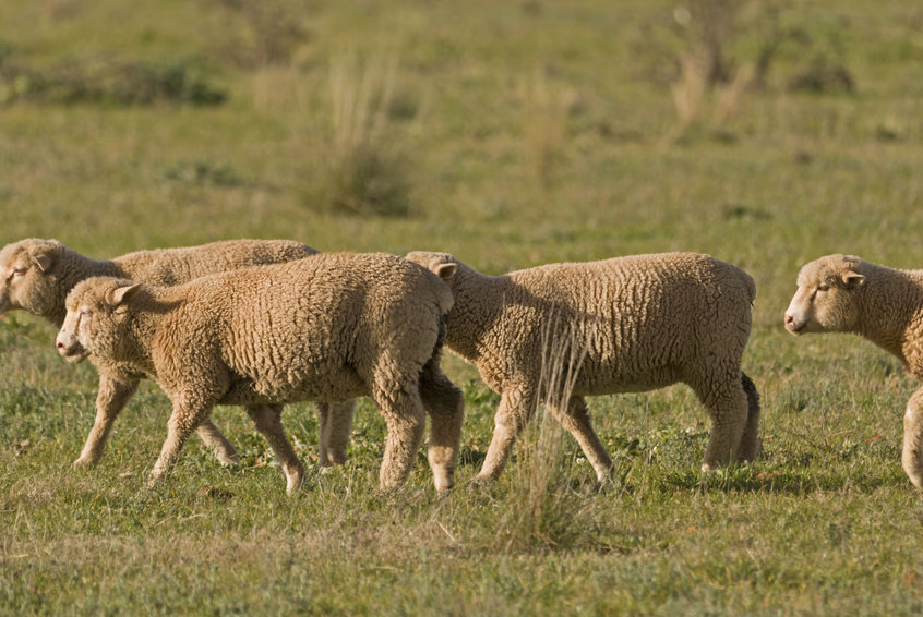 In Australia, climate extremes have been a constant issue for farmers - but it is getting worse