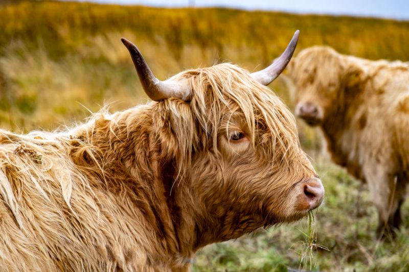 The #FarmingForTheFuture campaign aims to highlight the Scottish farming industry's net-zero work