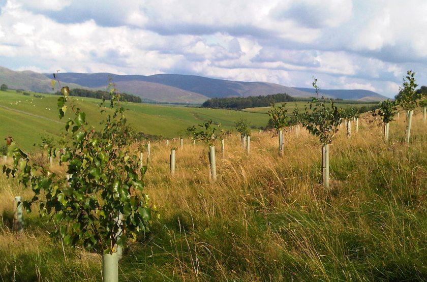 The Welsh government has set out ambitious targets to increase tree cover to combat climate change