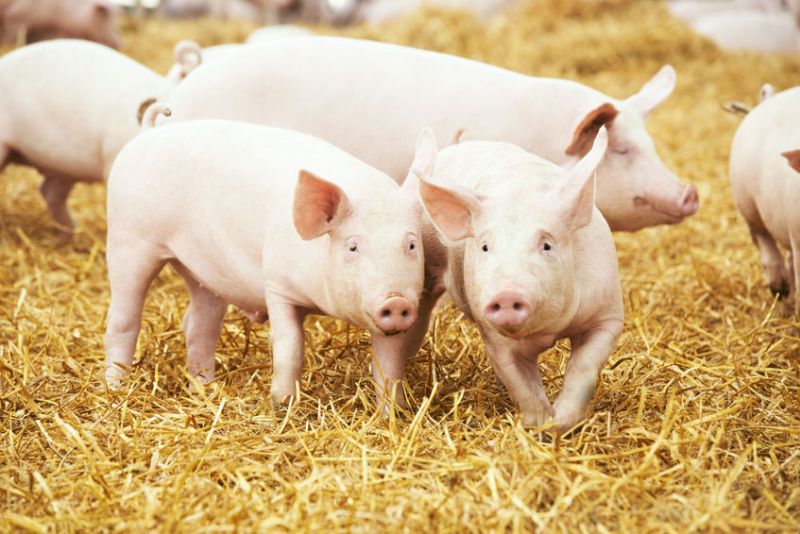 Pigs continue to back up on farms in large numbers, leaving producers fearing for the welfare of their animals