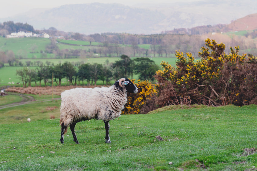 Farmers have responded to a letter by 18 celebrities advocating a move away from livestock production