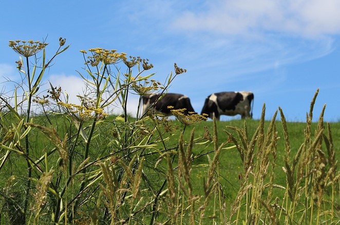 The SFS will place a value on the environmental outcomes farmers deliver, such as improved soils