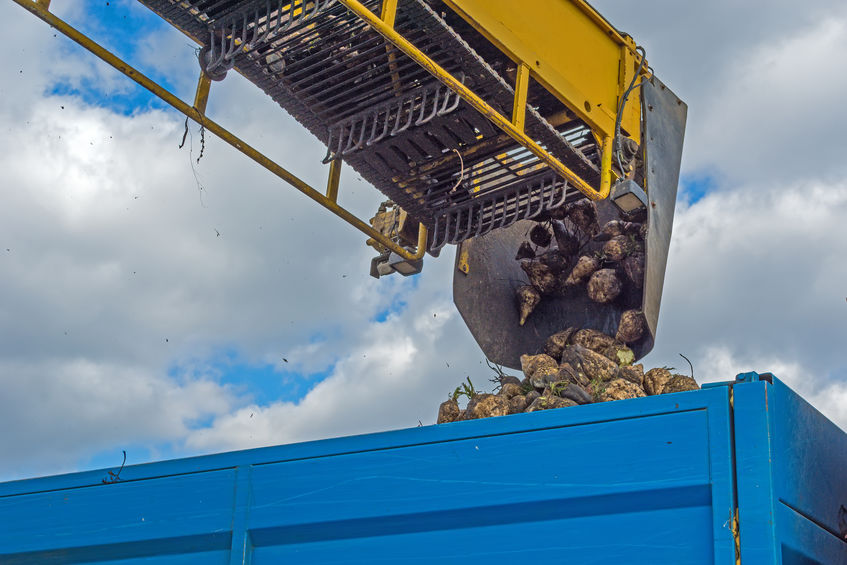 NFU Sugar and British Sugar have today announced a one-year sugar beet contract from 2022