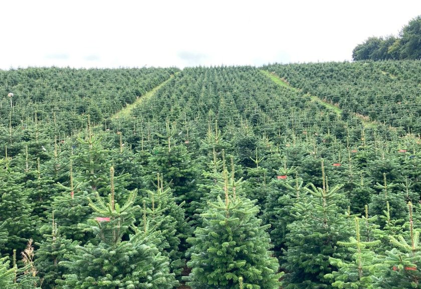 With less than 100 days to go until Christmas, growers are warning of labour shortages and rising costs