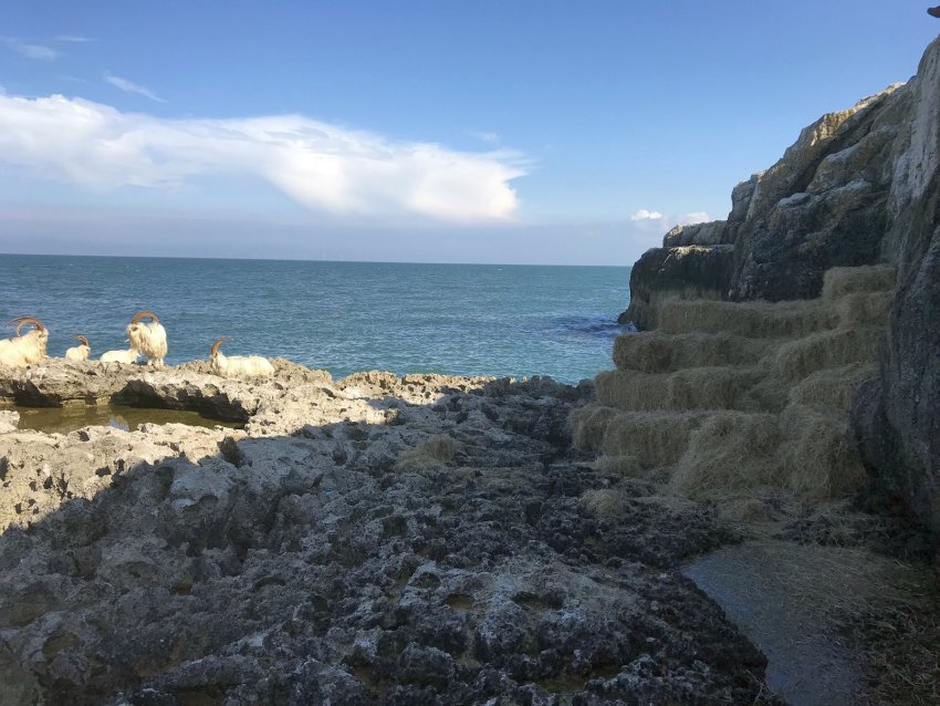 Goats were rescued after the RSPCA and council built a hay bale stairway for them to escape the outcrop