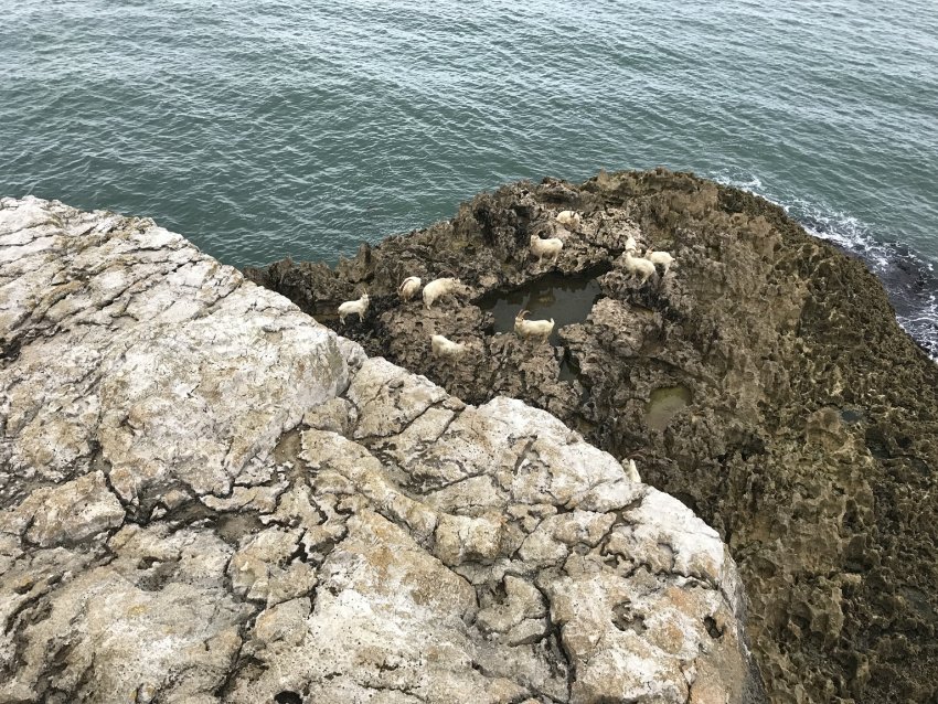 The RSPCA teamed-up with Conwy Council to come to the aid of the stranded goats