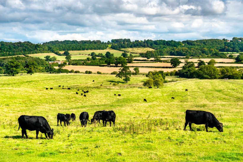 UK beef farmers will act as mentors to their EU counterparts who are taking steps to make their sectors greener