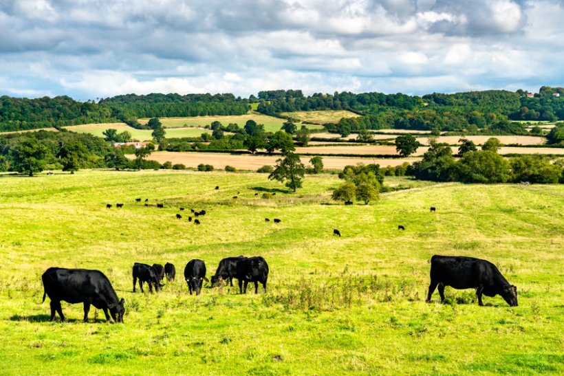 UK beef farmers will act as mentors to their EU counterparts who are taking steps to make their sectors greener