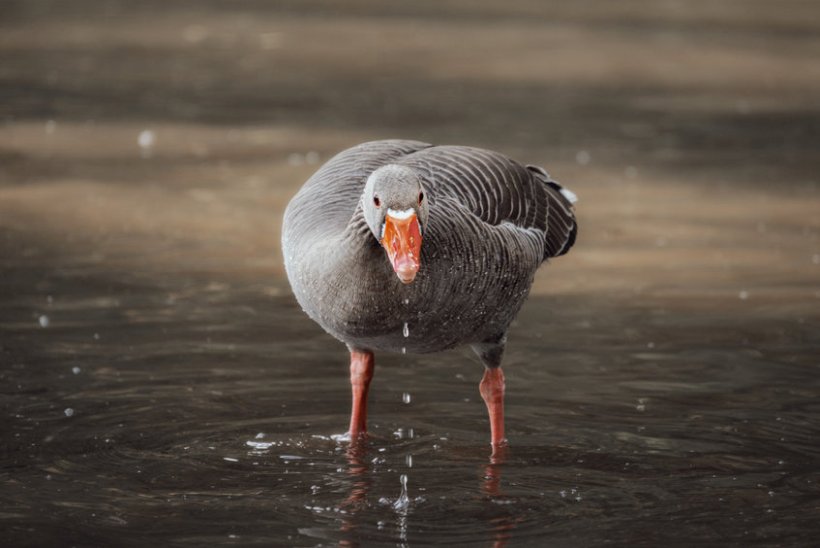 Greylag geese on Scottish islands are having a 'devastating impact' on farming businesses, NFU Scotland warns