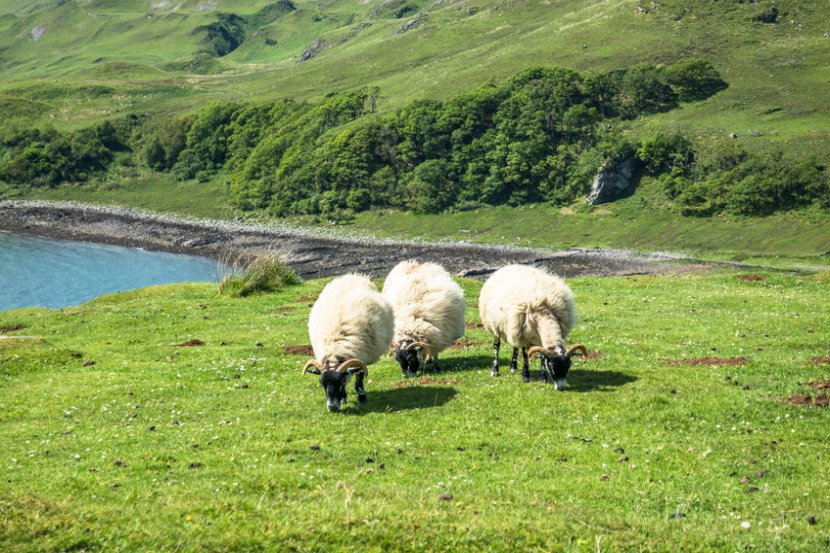 UK cows and sheep account for only 5.7% of net UK emissions - and that figure is constantly reducing