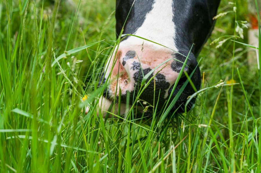 Agroecological farming practices include focusing on permanent pasture grazing over temporary grassland