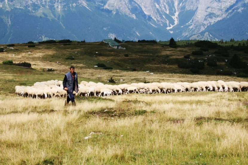 The two Rutland sheep farmers spent five days visiting organic farms across northern Italy