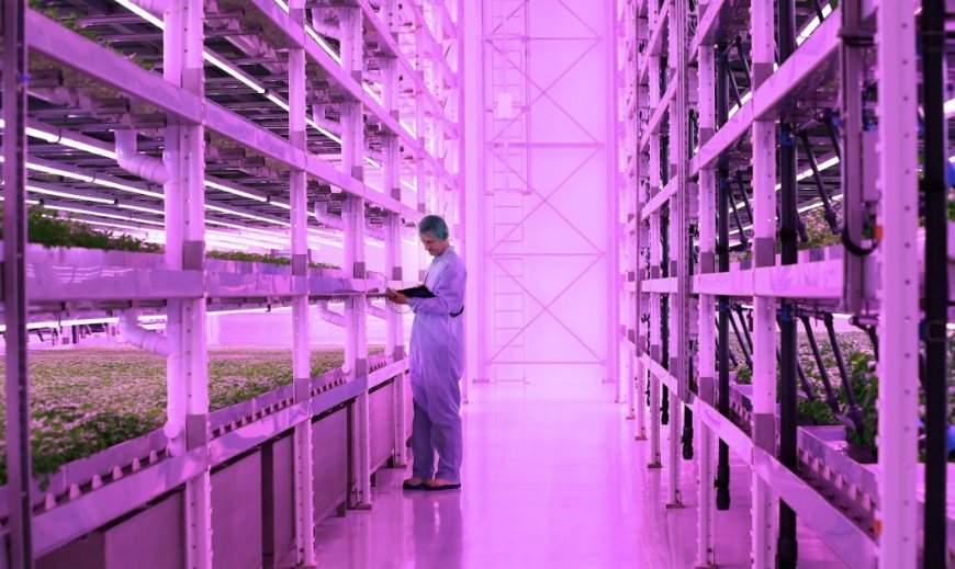 The environmental and commercial benefits of vertical farming mean it is a rapidly expanding sector globally