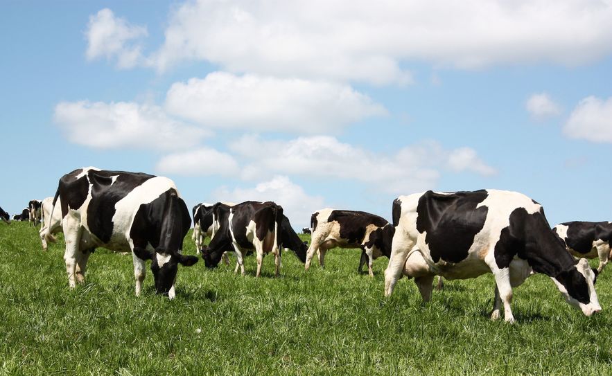 The number of cattle and calves in England fell by a further 2% year-on-year to 5.1 million