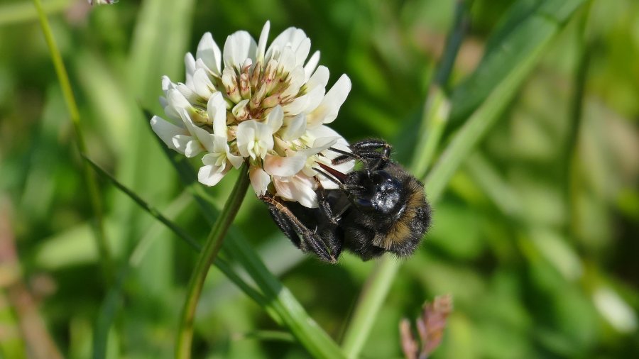 Legumes such as field beans and clover can help mitigate pollinator declines, the study says