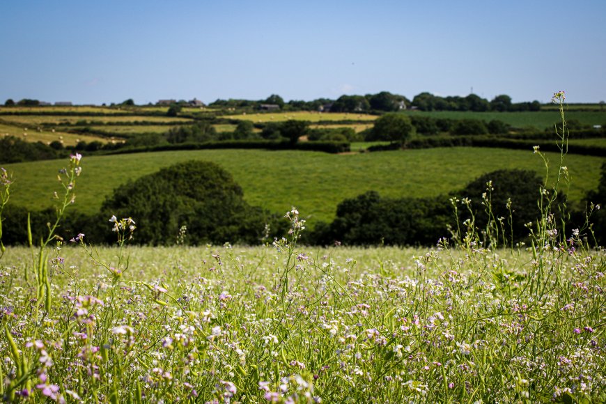 The grower's initiatives such as planting mixed rotations of cover crops help sequester carbon