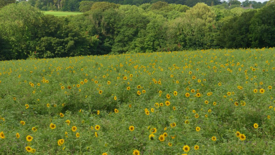 The company will plant 445 acres of cover crops including sunflowers
