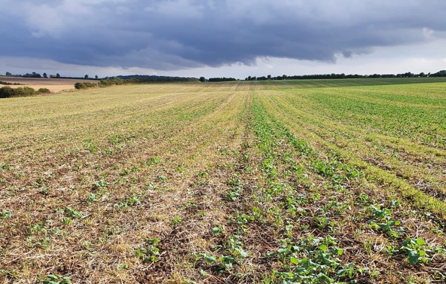 The dividing line shows the size difference between unprimed OSR plot (L) and primed OSR crop (R)