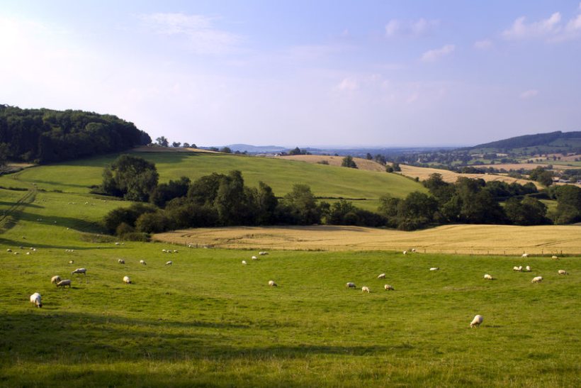 Sheep farmers say grasslands are one of the best land management options available for mitigating climate change