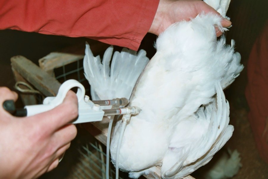 Many of Stewart Rogers' poultry workers were from Eastern Europe, on full-time contracts