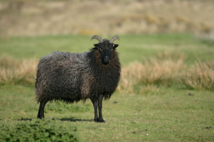 NFU Scotland's meetings will look at how producers can be supported to deliver on climate goals