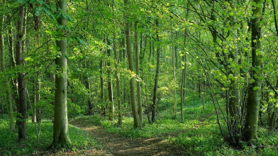 Farmers and landowners are being encouraged to help restore ancient woodland (Photo: Woodland Trust)
