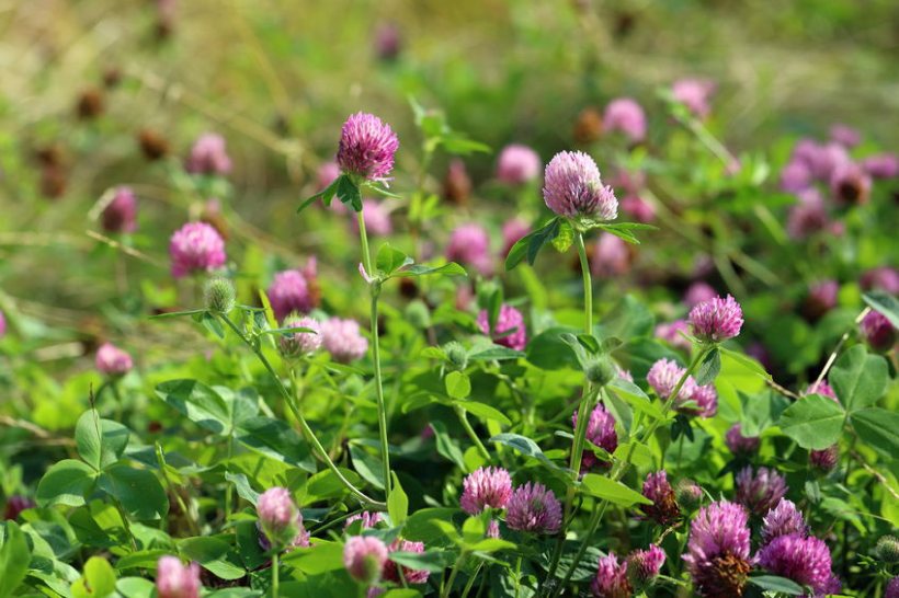 A growing number of sheep producers are beginning to reap the benefits of mixed red clover leys