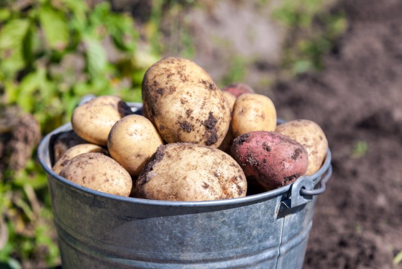 Signees to the pledge have agreed to favour organic spuds that have been bred to be blight resistant