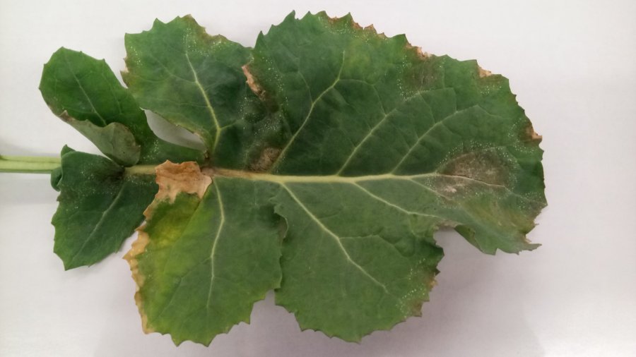 SpotCheck helps growers to make better-informed decisions on fungicide applications (Photo: ADAS)