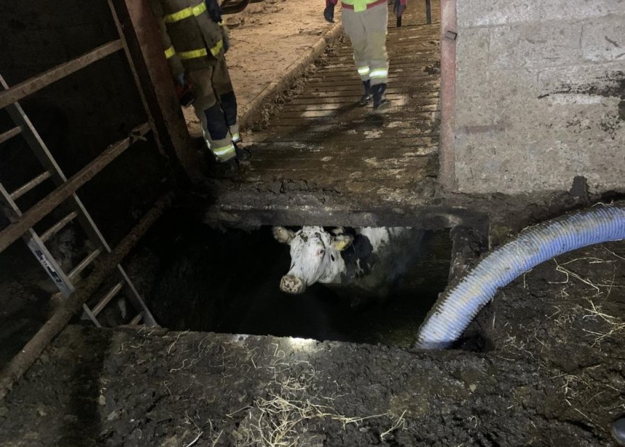 The four cows had fallen two metres into a slurry pit (Photo: Carlisle East Fire Station/Twitter)