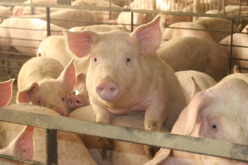 The National Pig Association estimates that 120,000 to 150,000 pigs are currently backed up on farms