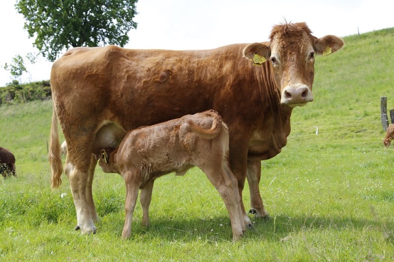 The NBA has asked for confirmation that there would not be any further challenges on livestock numbers