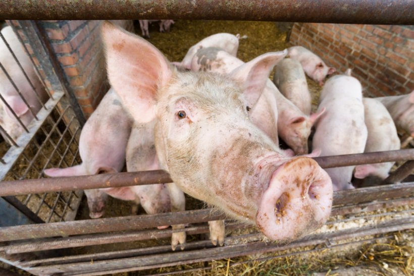 The National Pig Association estimates that 120,000 to 150,000 pigs are currently backed up on farms