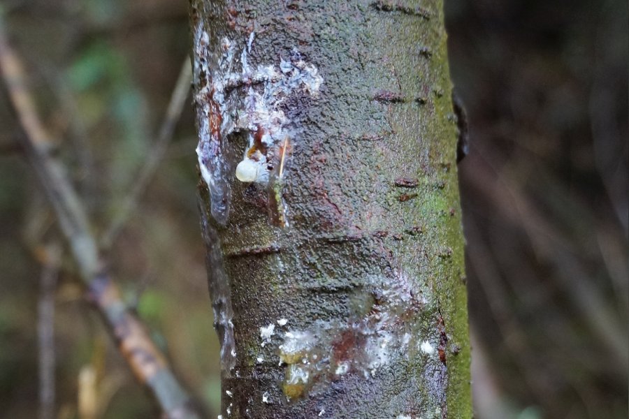 The fungus-like pathogen is known to affect a variety of tree species (Photo: Forest Research)