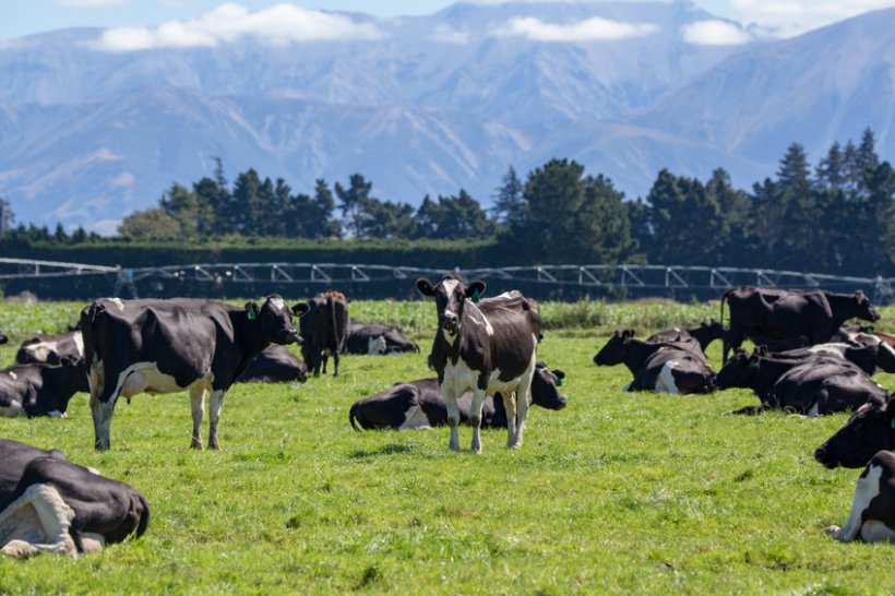 Dairy contributes over NZ$19bn to the NZ economy and is one of its most dominant goods export sectors