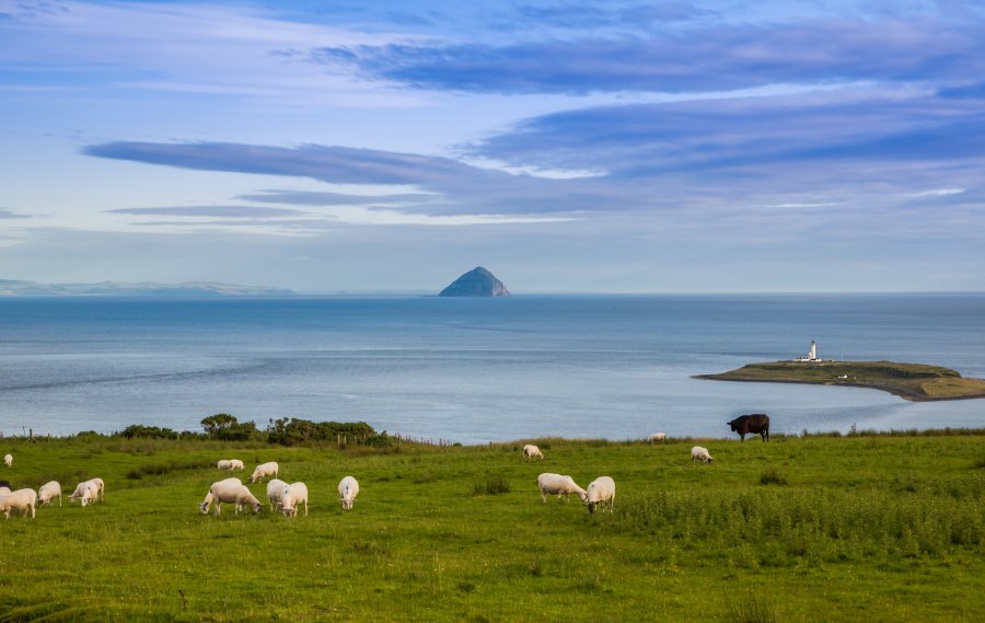 Results from the Scottish government's agricultural census also show a rebound in ewe numbers