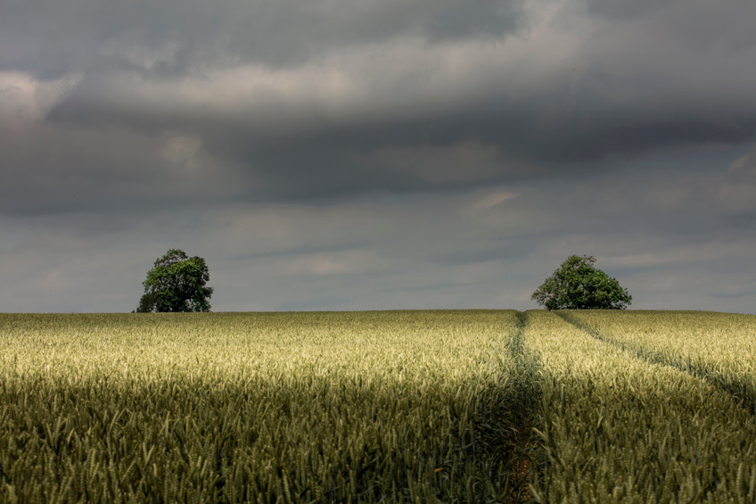 A rural business expert has warned up to half of UK farms face having profits wiped out within three years