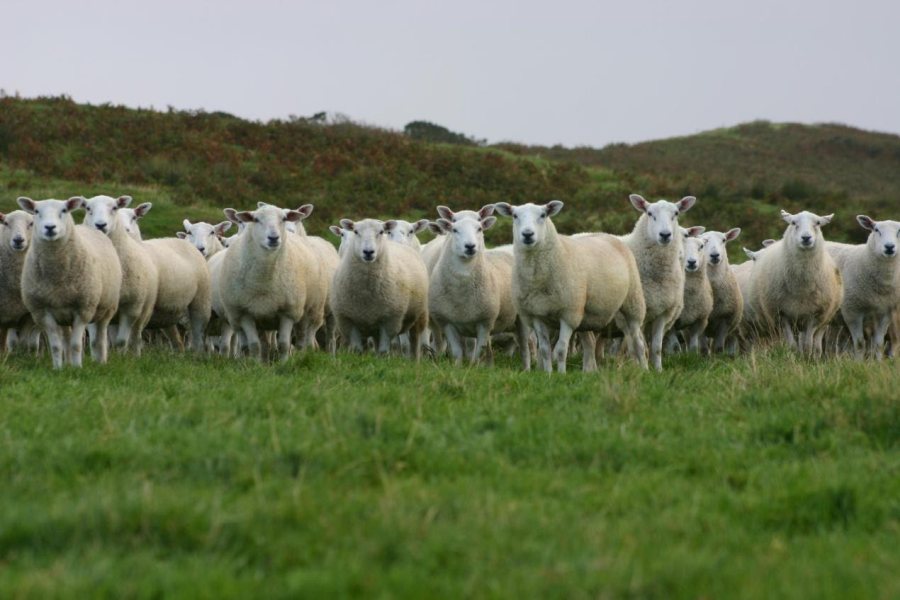 Farmers selling sheep via an IAAS mart can donate the proceeds from the sale into the Lamb Bank