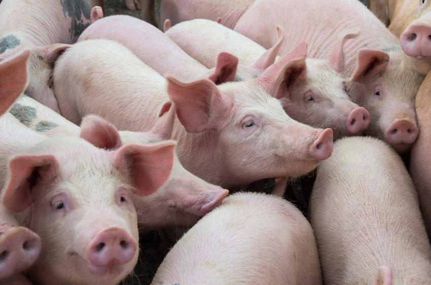 AHDB’s Pork Board has agreed to fund a dedicated off-farm cull and render service for mature pigs