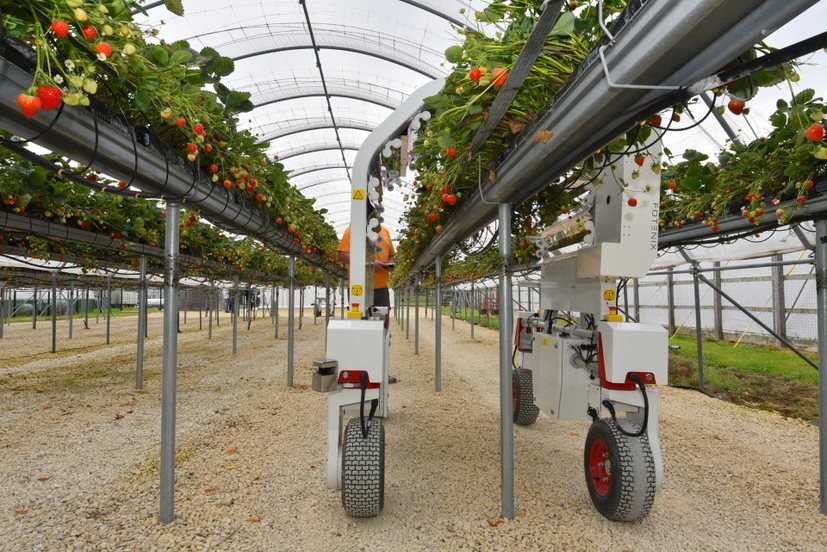 'Robofruit' uses artificial intelligence and novel picking technology to harvest ripe fruit