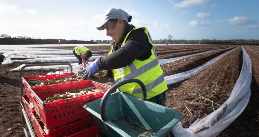 The pandemic and reduced access to labour following Brexit has left some farmers 'frightened' about their future