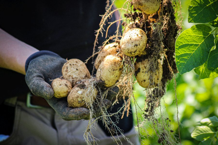 Welsh grower Puffin Produce has measured every contribution to the potatoes’ carbon footprint