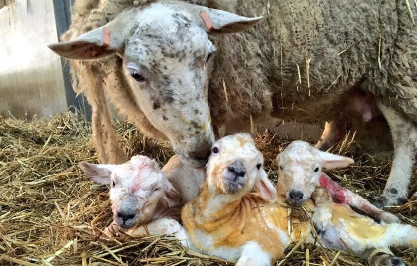 The list provides a solution for sheep farmers seeking extra help at their busiest time of year