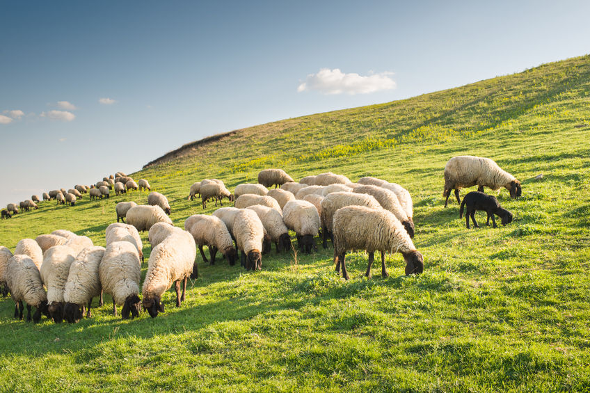 The one-to-one guidance on grazing strategies is specifically tailored to each farm