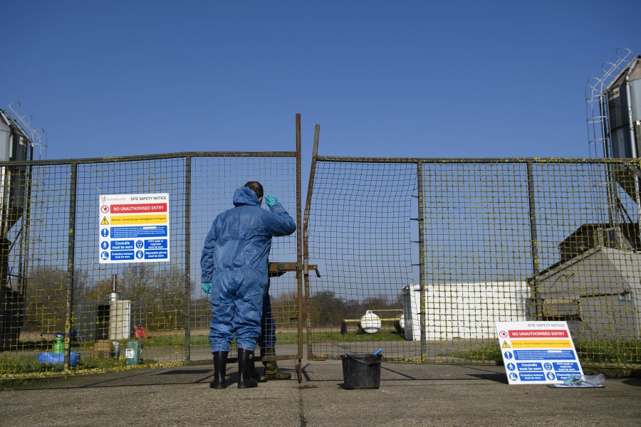 The government has confirmed a new case of H5N1 avian influenza in England (Stock photo)