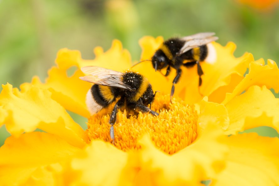 A new study has found that a co-formulant used in commercial fungicide affects the health of bumblebees