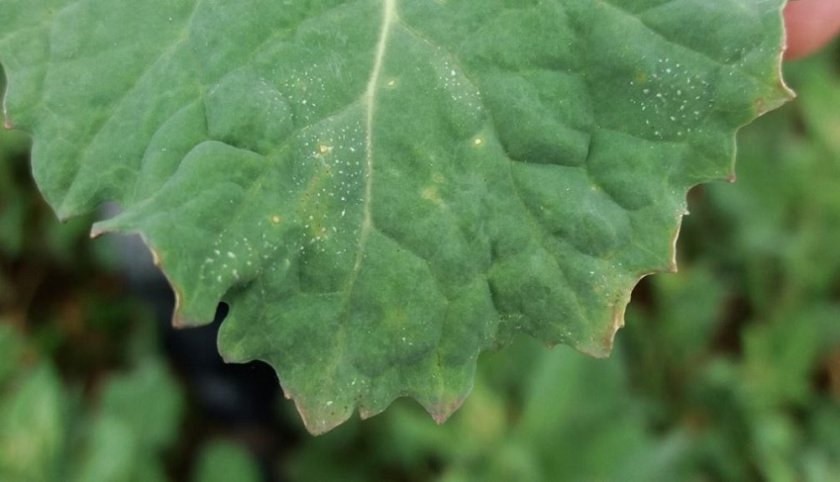 High winter rainfall encourages the development and spread of light leaf spot in infected oilseed rape