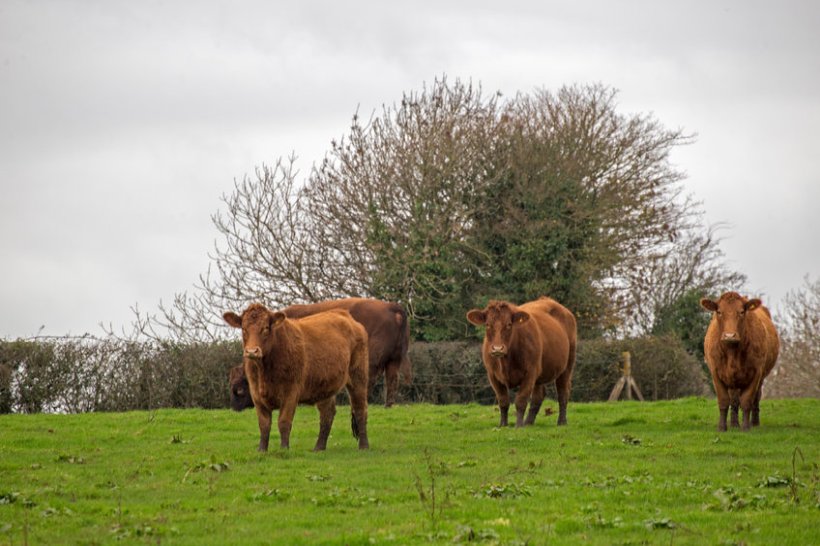 Calls to reduce livestock numbers and downsize production may grow if methane emissions aren't tackled