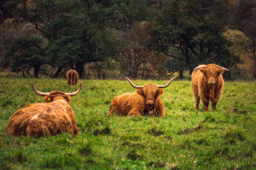 The trial will look at the nutritional value of seaweed and assess its potential to reduce cattle methane emissions