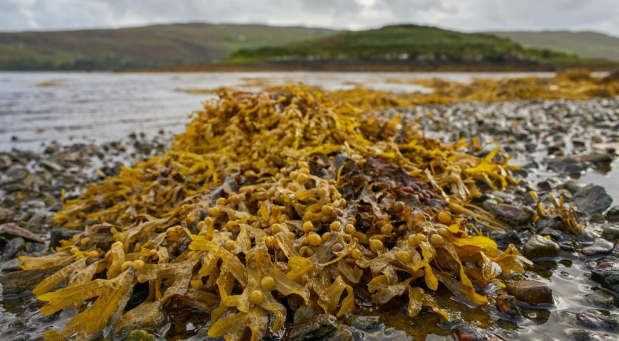 The study indicates that seaweed from the North and Irish Seas is effective in reducing methane